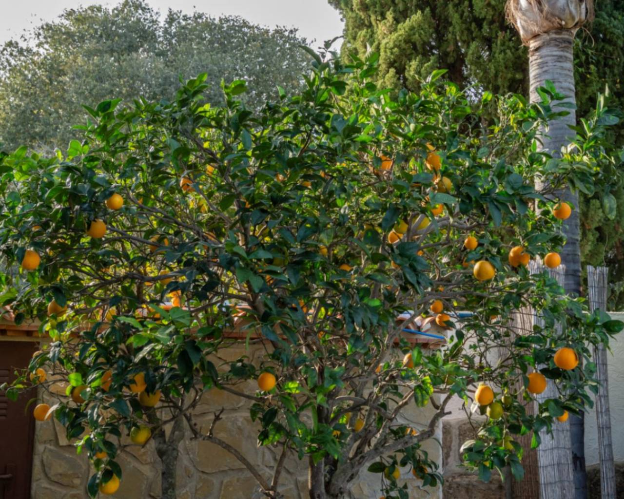 Venta - Chalet - Javea - Partida Comunes-Adsubia