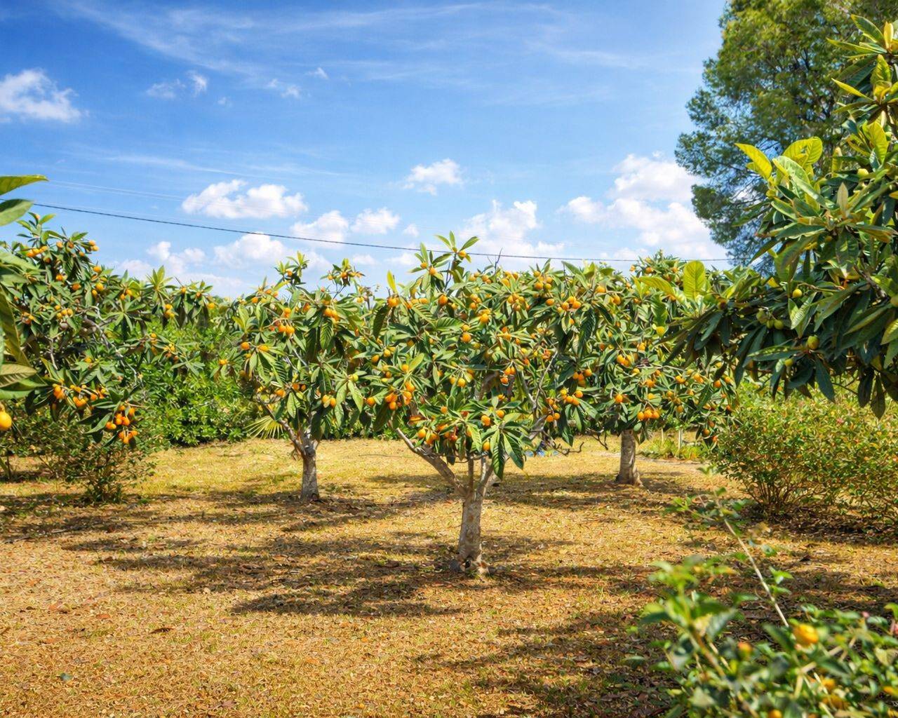 Venta - Chalet - Dénia - Denia