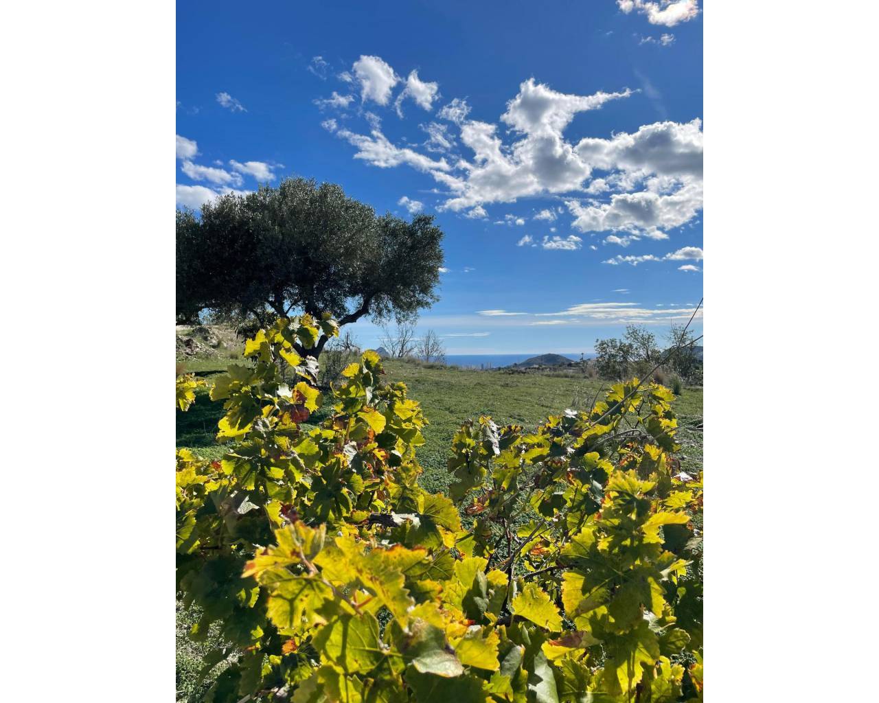 Vente - Finca - Benissa - Benissa pueblo