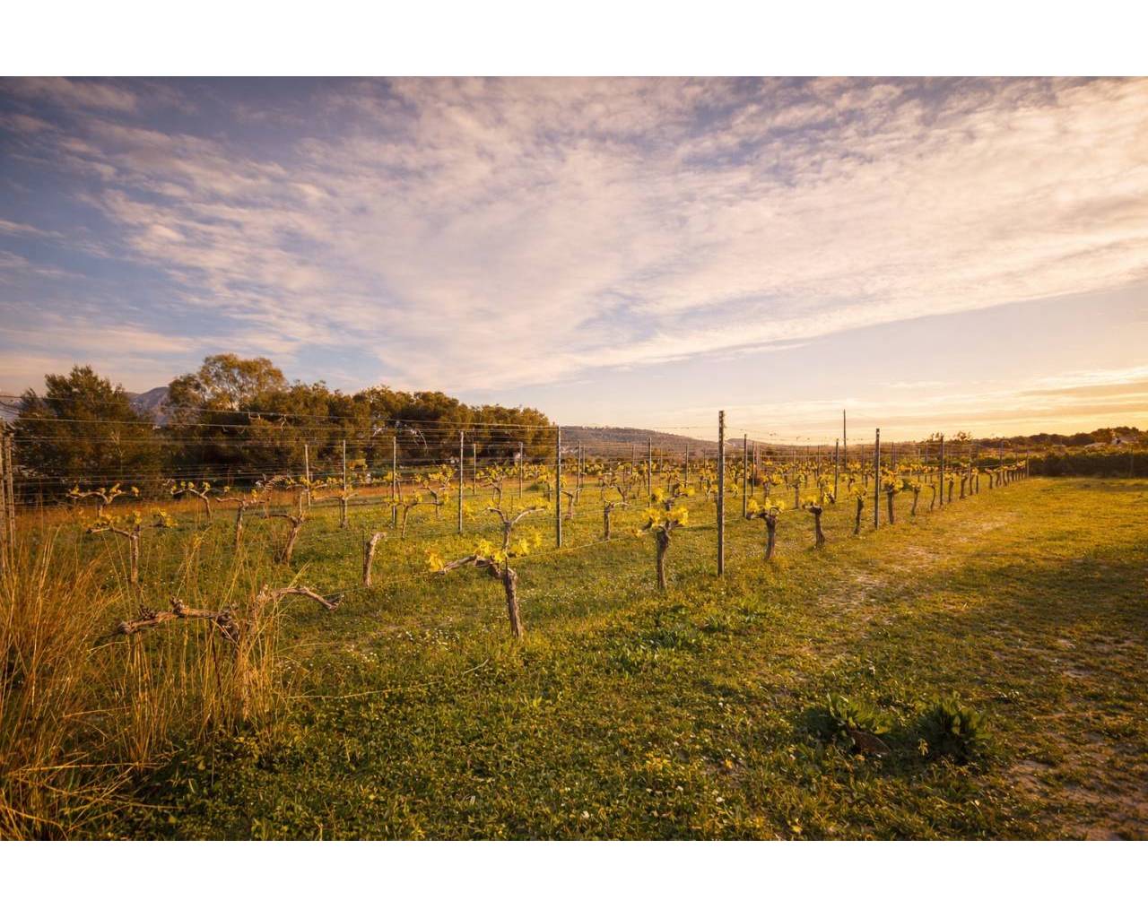 Vente - Finca - Poble Nou de Benitatxell