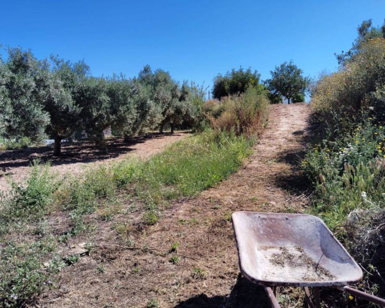 Vente - Finca - Teulada