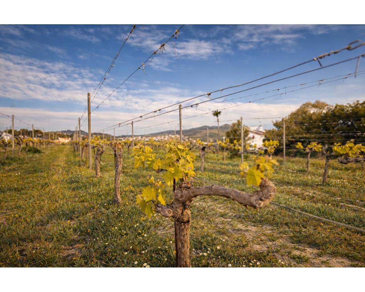 Vente - Finca - Benitachell