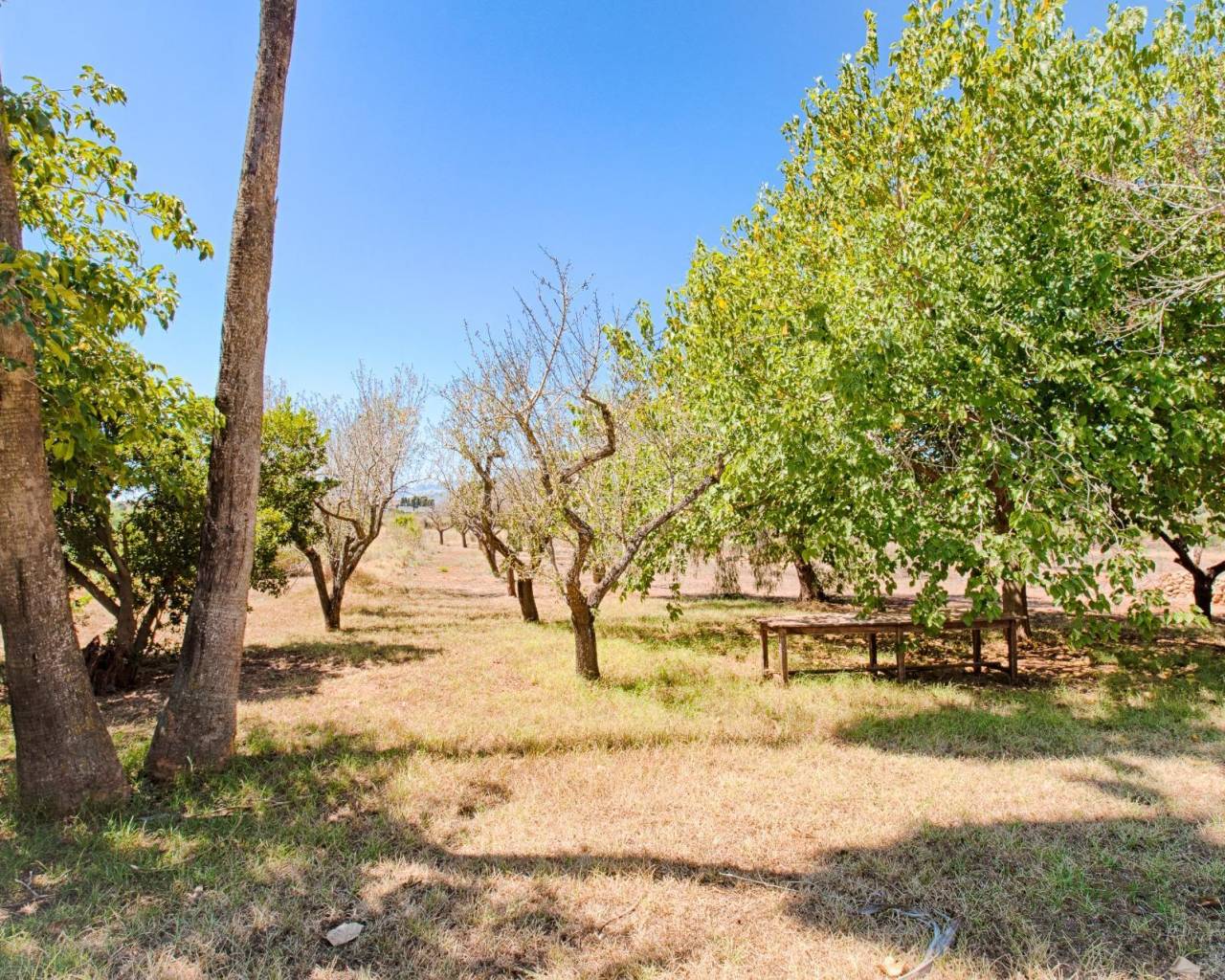 Vente - Finca - Jalon Valley - Campo