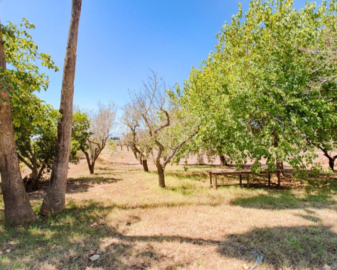 Vente - Finca - Jalon Valley - Campo