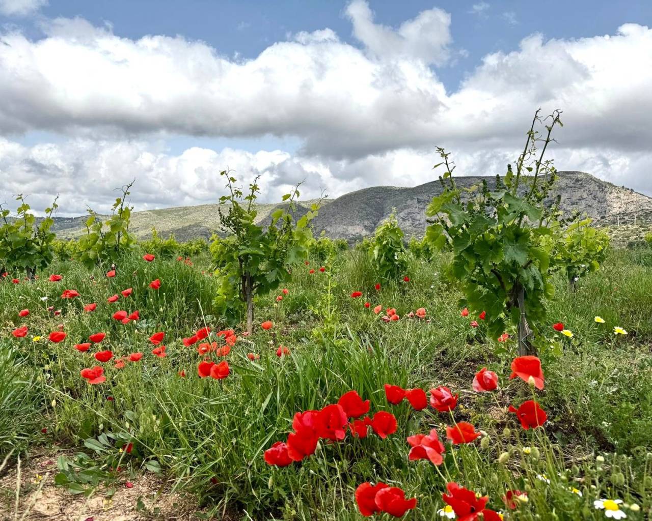 Vente - Finca - Teulada
