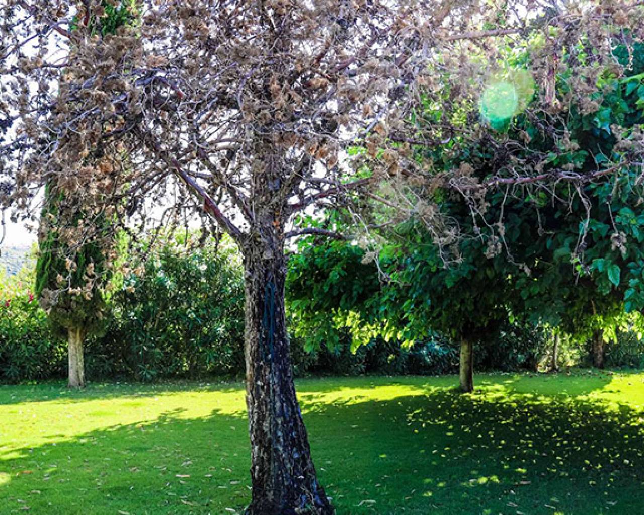 Venta - Finca - Jesús Pobre - Jesus Pobre