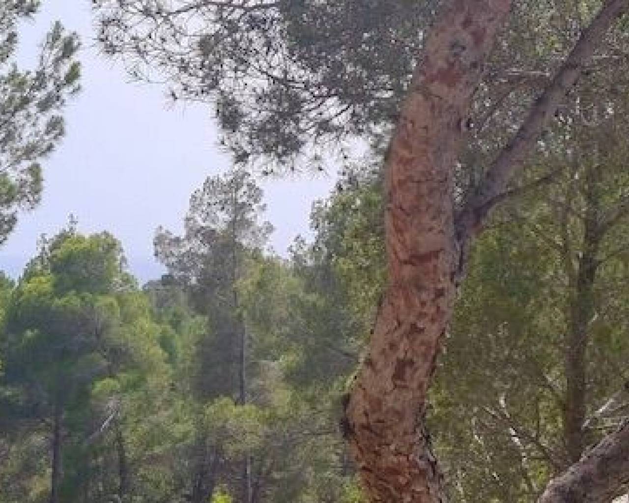 Продажа - Участок - Альтеа - Rio de Algar