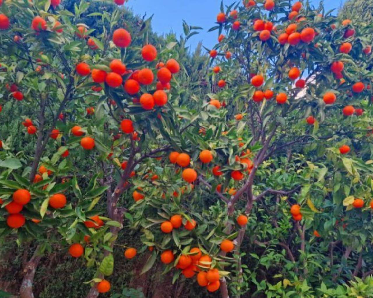 Продажа - Вилла - Бенитачель - Cumbre del Sol