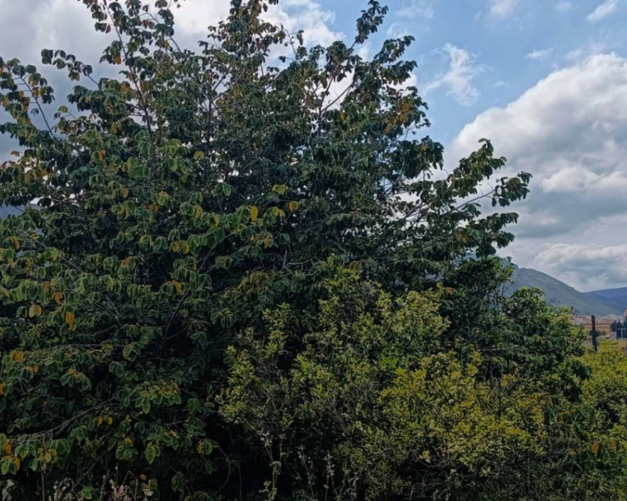 Venta - Parcela - Pego