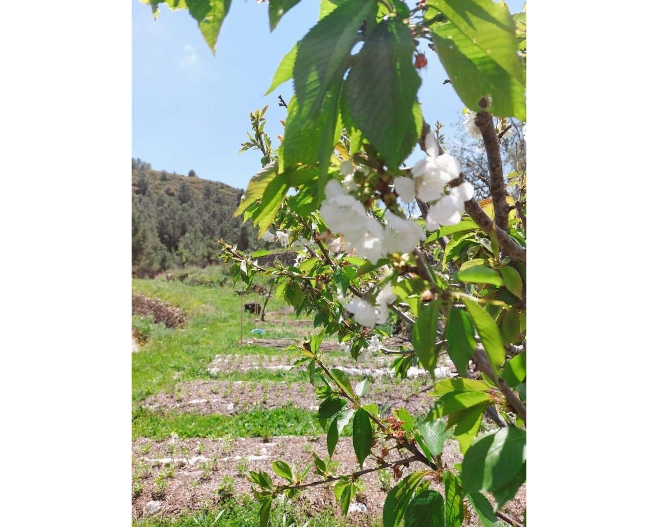 Venta - Parcela - Jalon Valley - Bernia