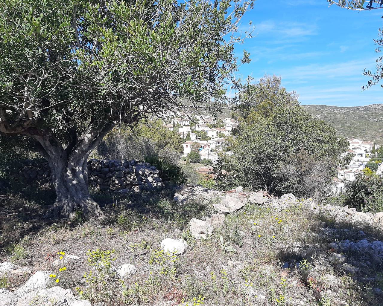 Vente - Terrain - Jalon Valley - Benarrosa Garden