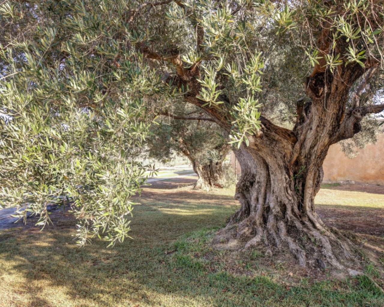 Sales - Finca - Moraira - Campo