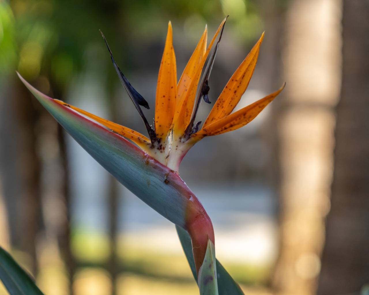 Vente - Villa individuelle - Dénia - Jesús Pobre